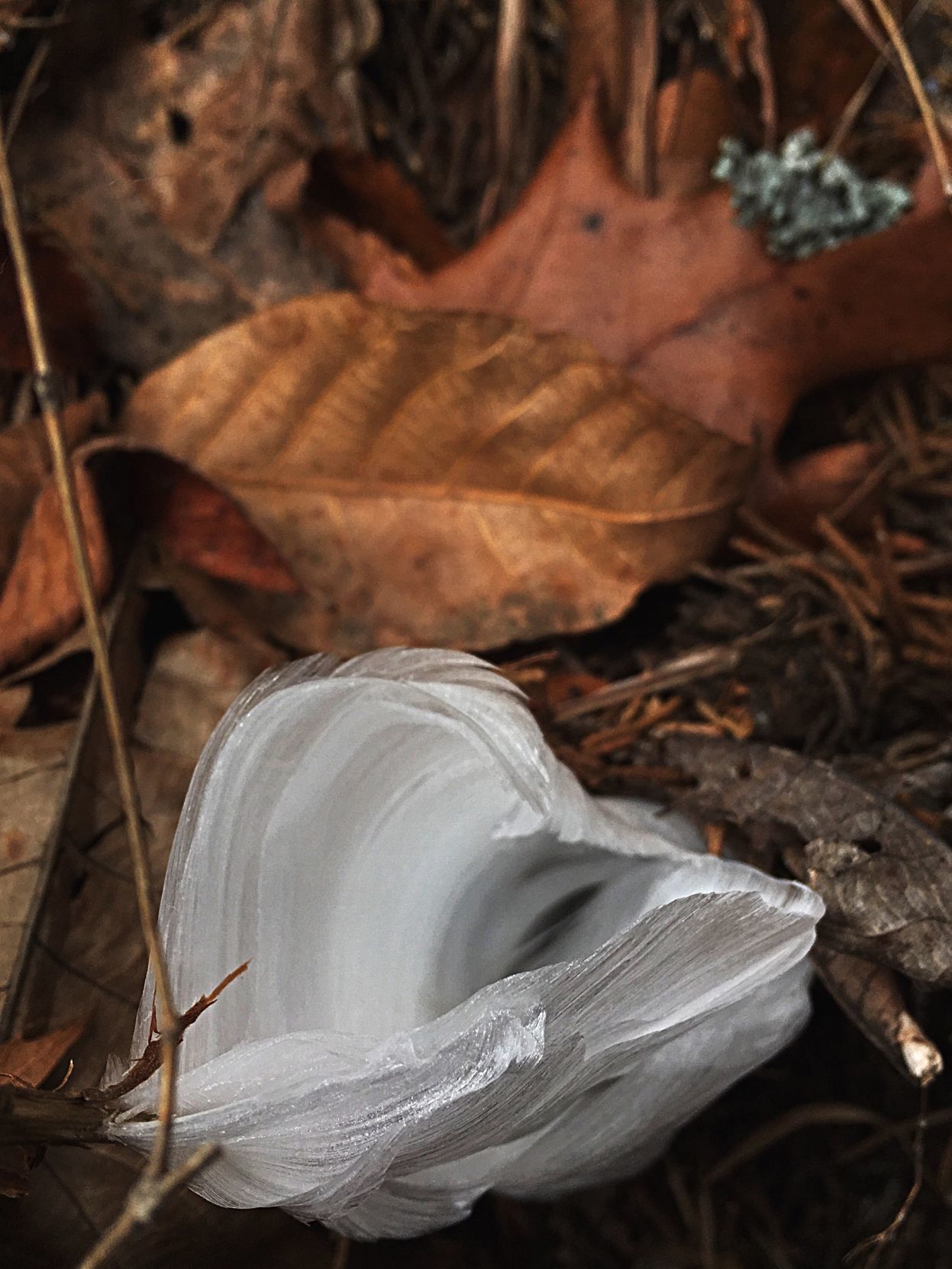 It's that time of year for frost flowers